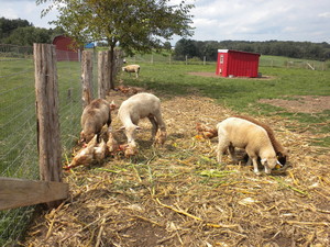 myFarmstand.com