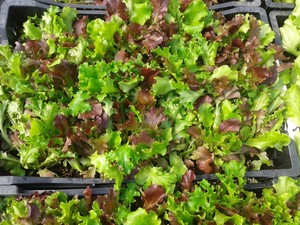 Farm Fresh Selects CSA