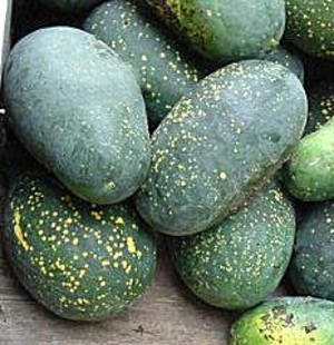 Southern Exposure Seed Exchange