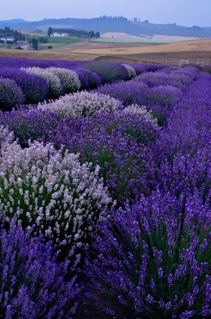 Willakenzie Lavender, LLC