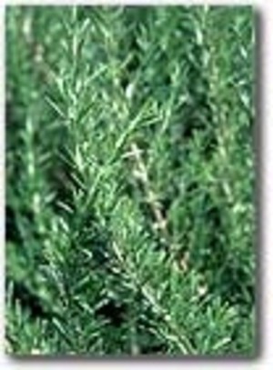 Southern Exposure Seed Exchange