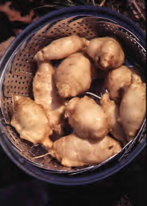 Five Springs Farm CSA