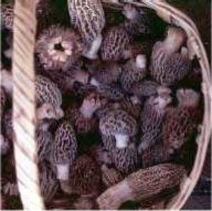 Oregon Wild Mushrooms