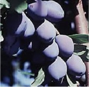 Ridgeway Farms