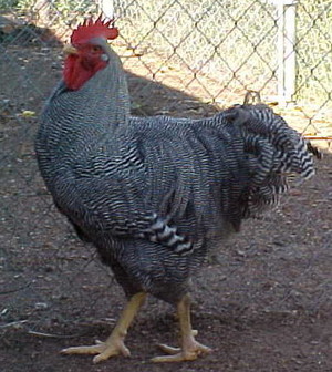 Good Shepherd Turkey Ranch Inc
