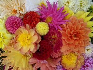 Sunhearth Flower Farm