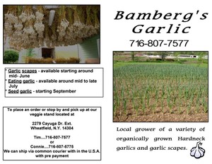 Bambergs Garlic
