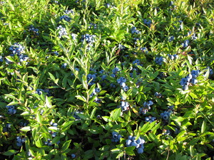 Bonnymans' Wild Blueberries