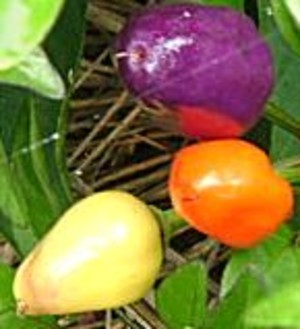 Southern Exposure Seed Exchange