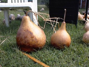 Moody Farm Gourds