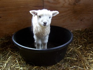 Cranberry Moon Farm