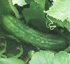 Ommas-Aarden