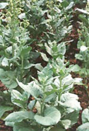 Garden Medicinals and Culinaries