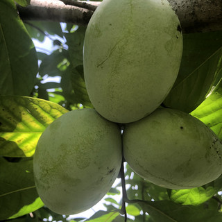 Highland Orchards Farm Market