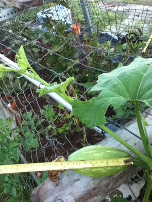 Belanger Farms