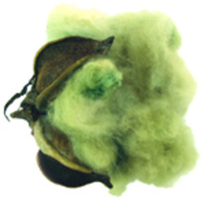 Garden Medicinals and Culinaries