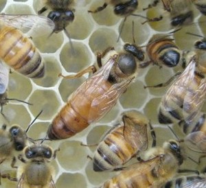 Bee Friendly Apiary