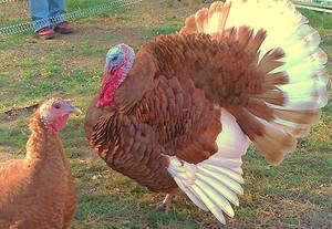 Fisher Farm