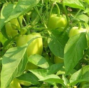 Karl's Farm