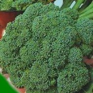 Gourmet Seed International, LLC