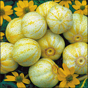 Gourmet Seed International, LLC