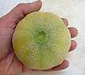 Gourmet Seed International, LLC