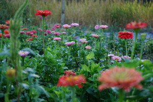 Mountain Prairie Flower Farm