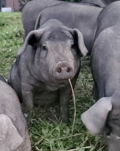 Odyssey Farm, LLC