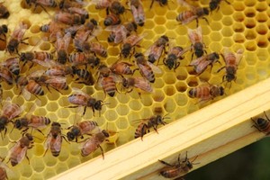 Honeysuckle Farm