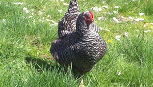 Tahelengon Hobby Farm