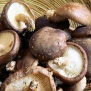 Fungi Farm Organic Shiitake Mushrooms & Logs