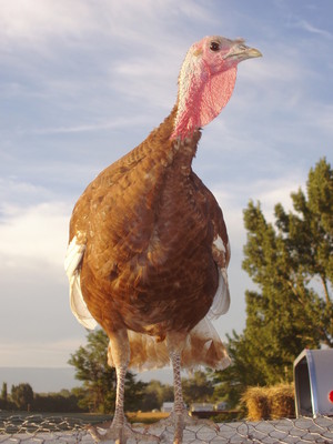 Blue Hen Farm