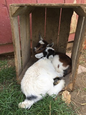 Clark's Elioak Farm