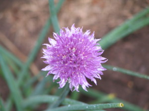 Daisy Field Produce