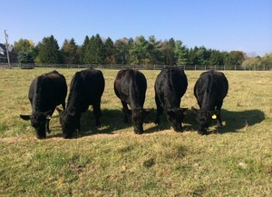 Oak Grove Angus Farms