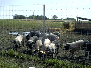 Faith's Farm, Inc.