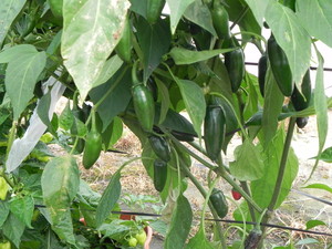 Smithfield Organics