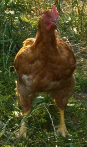 Simply Abundant Farm