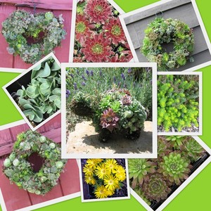 So Succulent Gardens