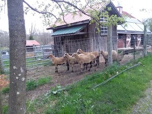 Sweet Sourland Farms