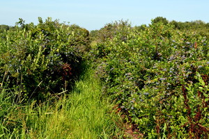Red Barn Farm Blueberries