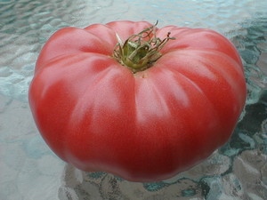 Tomato Bob