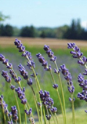 Sauvie Island Lavender Farm