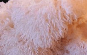 ShroomHeads Organic Farm