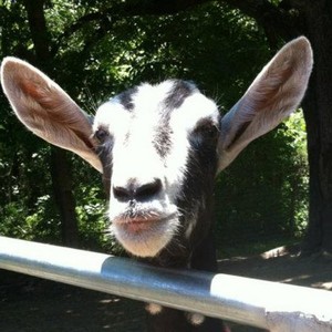 Sinking Creek Dairy