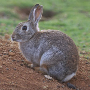 The Rabbit Wrangler