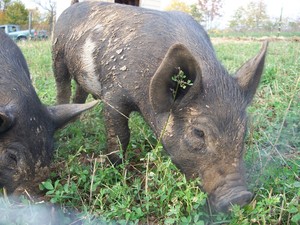 Kirschbaum Family Farm
