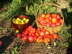 Vintage Hobby Farm
