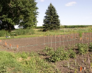 Funky Little Farm