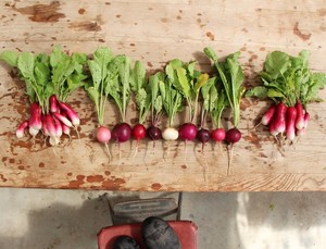 Amazing Heart Farm